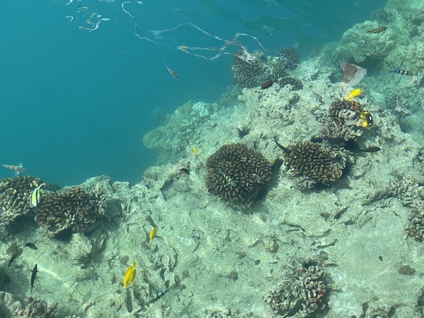 アロハタワーのサンゴ礁