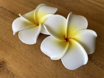 プルメリアのお花をハワイのお土産に
