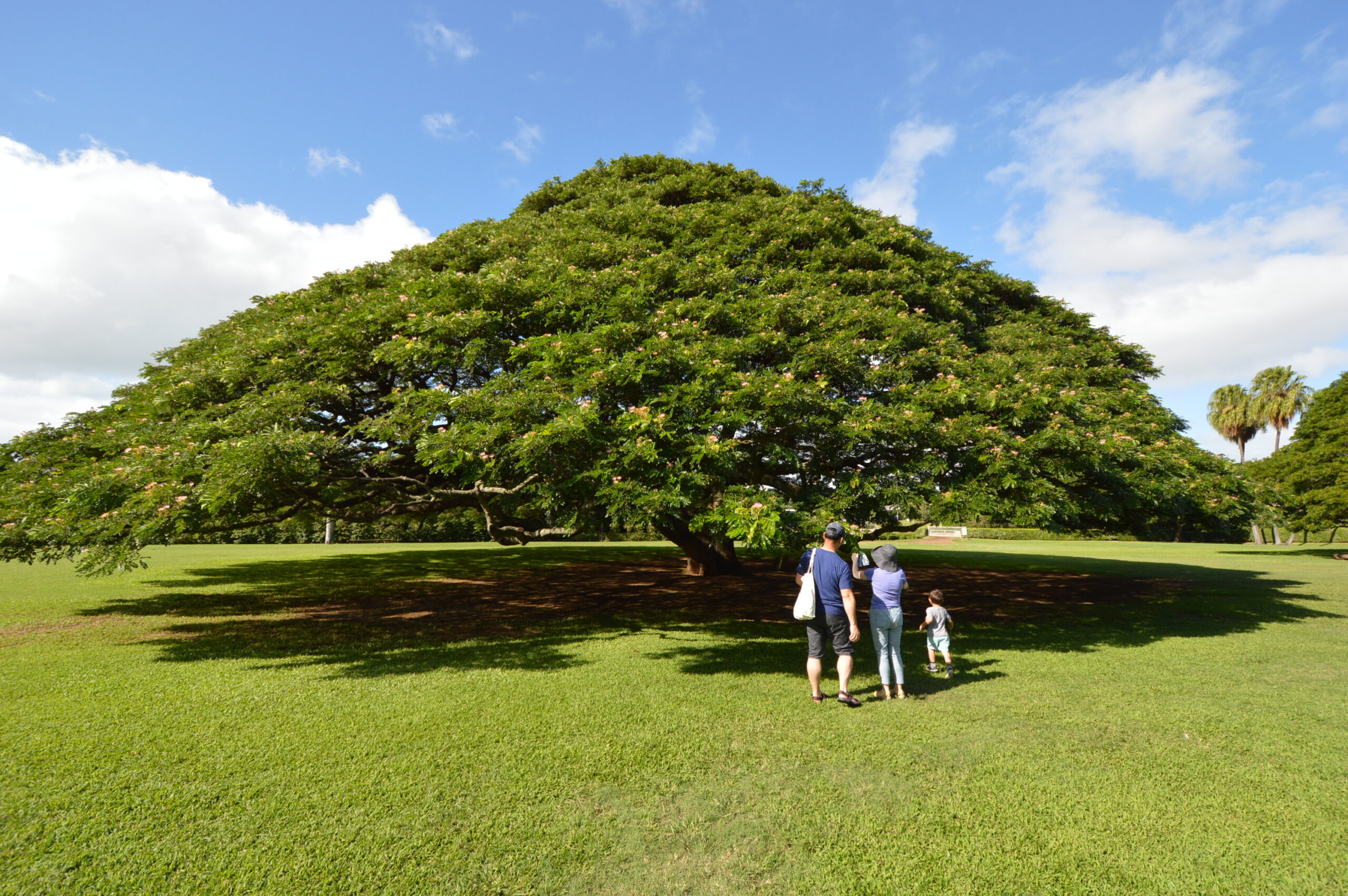「この木何の木、気になる木」のモアナルアガーデンズが2023年8月29日に再オープン！